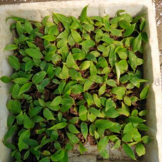 Cây giống chuối đỏ (combo 2 cây)
