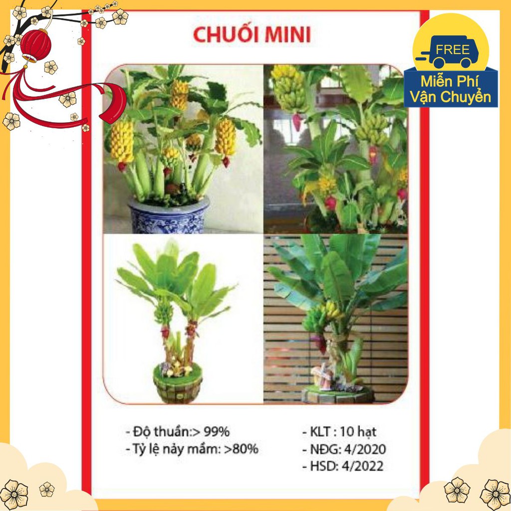 Hạt Giống Chuối Mini - 10 Hạt