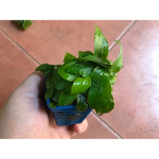Ráy lá vàng thuỷ sinh