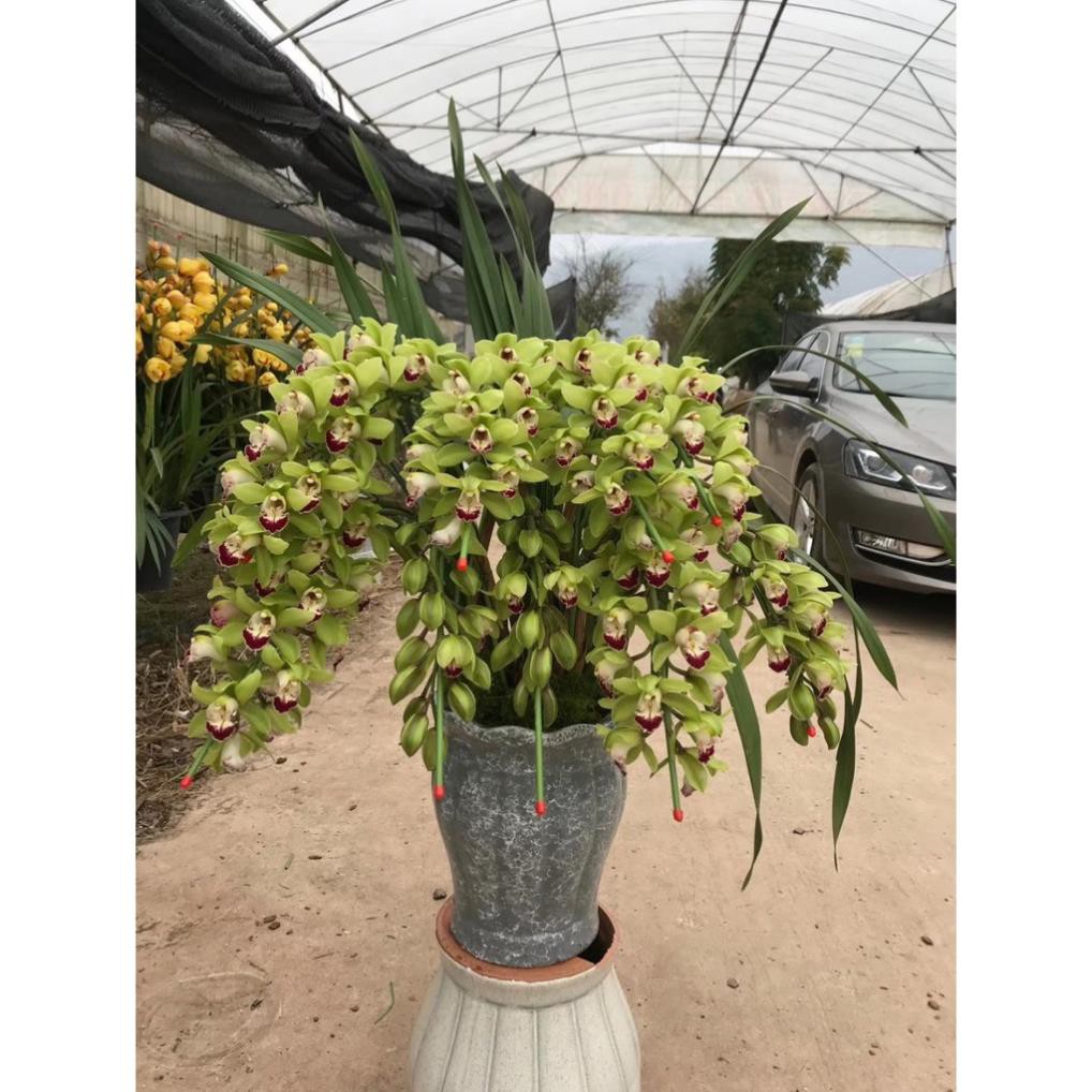 Địa lan santo chậu giống, gửi đi cả chậu, size lớn hoa tết năm nay luôn
