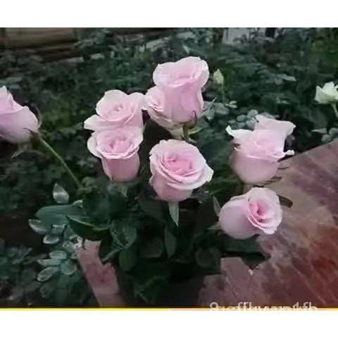 Hạt giống hoa hồng nhung 20h