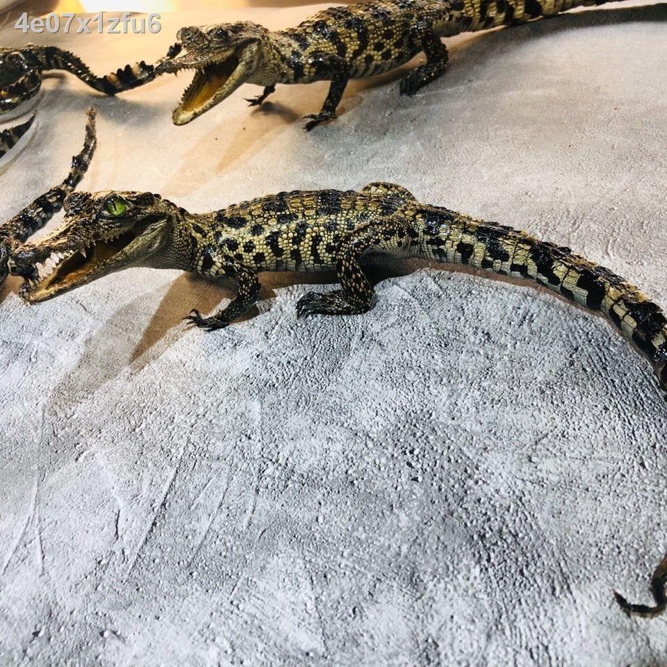 ▧ ✟  ♤Đồ trang trí mô phỏng hình cá sấu & chơi @