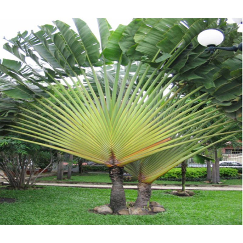 Cây Chuối rẻ quạt cao 1 mét