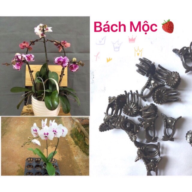 Set 02 chiếc kẹp bướm dùng cố định Phong Lan, cây cảnh ☘️