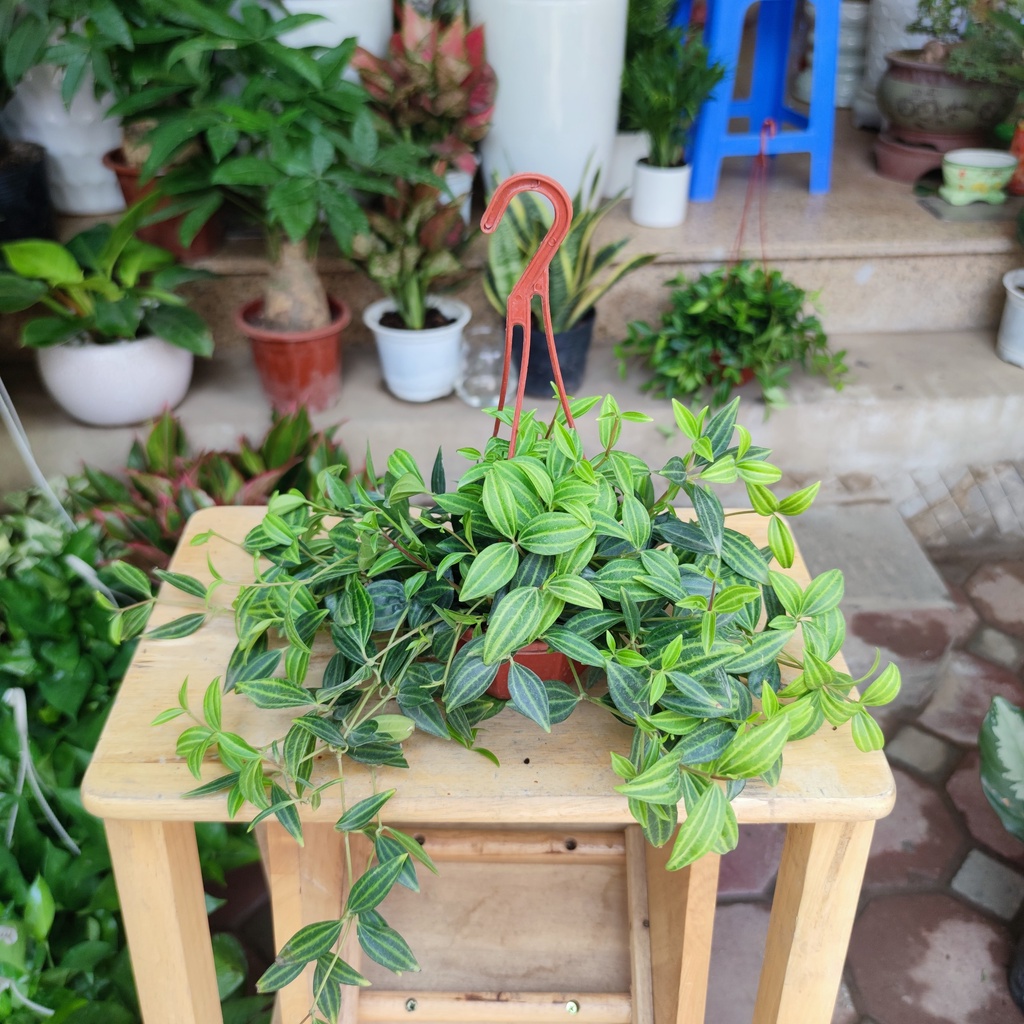 Cây bình an treo ban công ,cửa sổ trang trí nội thất cực xinh dễ chăm sóc