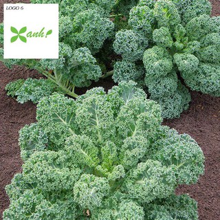 Hạt giống Cải lá Xoăn xanh Kale