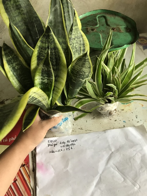 Combo 50 cây cỏ lan chi