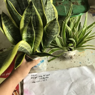 Combo 50 cây cỏ lan chi ( cây dây nhện)