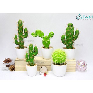 Châu xương rồng giả 5 kiểu chậu nhựa để bàn F-XR-80