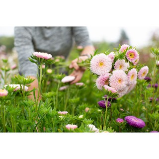 Hoa cúc thúy cao cấp - Tặng gói hạt ngẫu nhiên