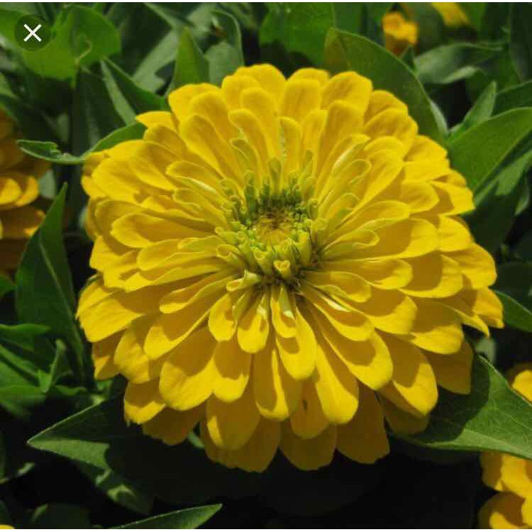 Hạt giống HOA CÚC CALI nhiều màu - Gói 1 gram