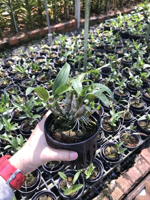 DENDRO MINI CÂY TRƯỞNG THÀNH chậu F10-F12