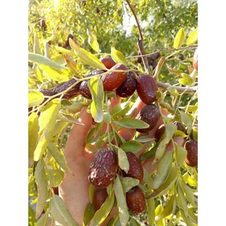 Táo đỏ - Hồng táo