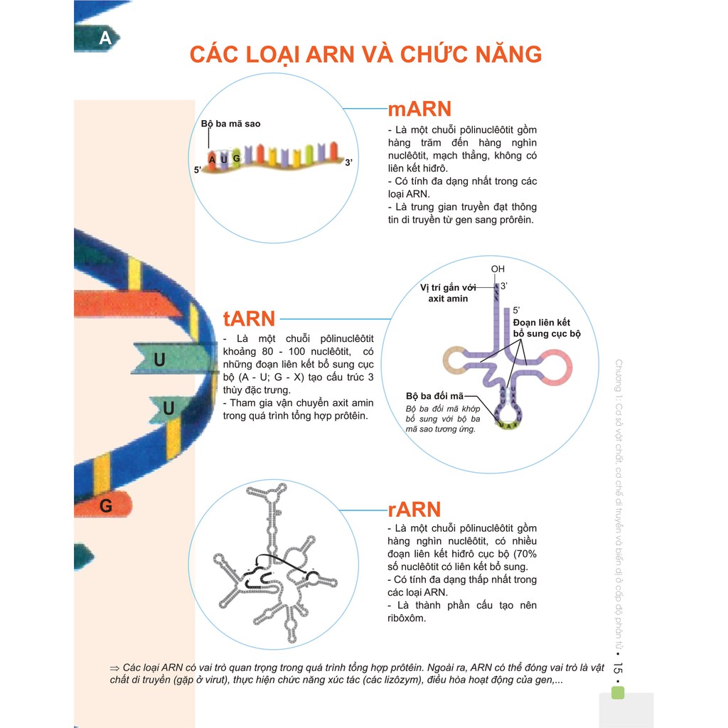 Sách - Combo Đột phá 8+ môn Sinh học (TB 2020) - Làm chủ môn sinh trong 30 ngày (2 cuốn)