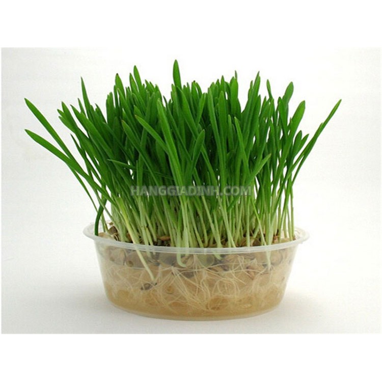 Hạt giống cỏ lúa Mì nhập Italy bao nảy mầm