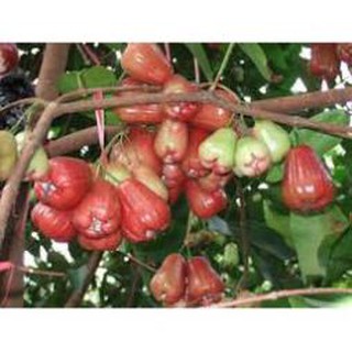 [ Xả - Cắt Lỗ ] Combo 3 cây giống roi đỏ An Phước chuẩn F1