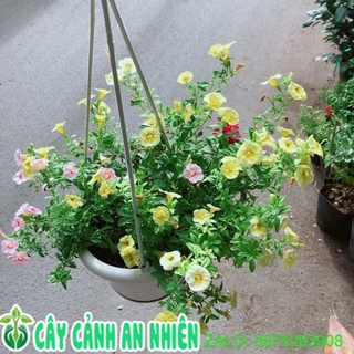 Chậu Hoa Triệu Chuông