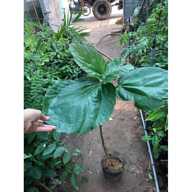 Cây Giống Chuẩn Cây Vả Mật