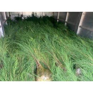CÂY GIỐNG PHI LAO (CÂY DƯƠNG LIỄU, CÂY XÌ LAO)