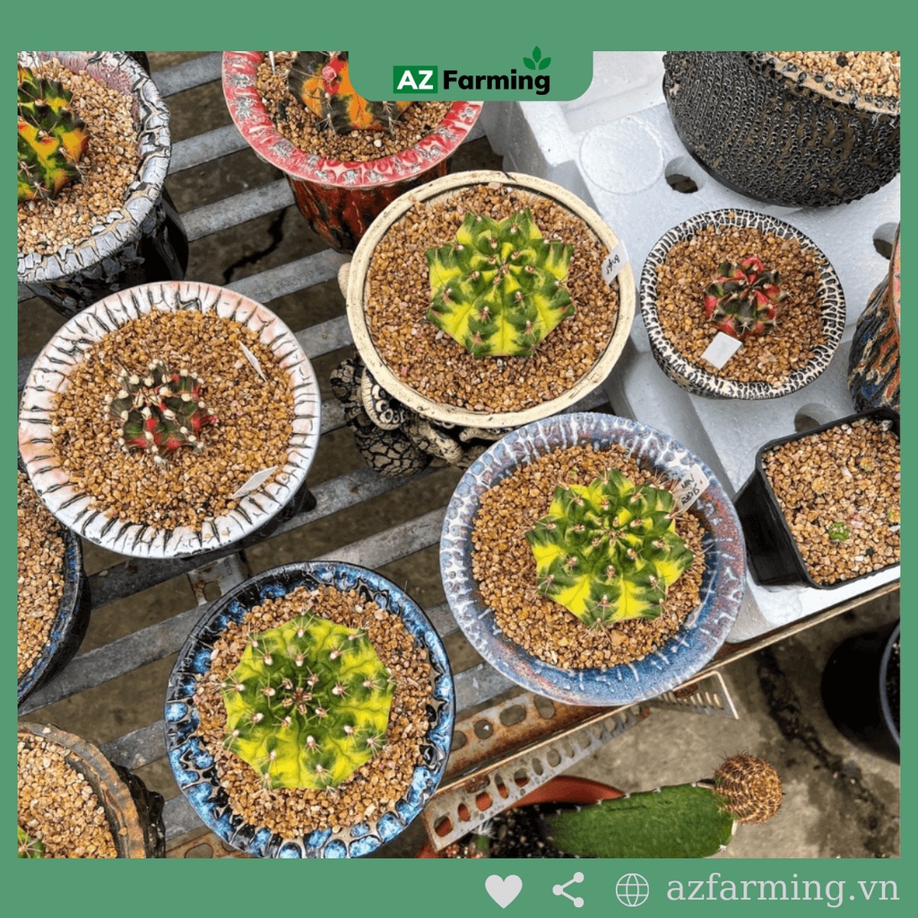 Đá Masato trồng sen đá nhập khẩu - gói 1kg - AZ Farming