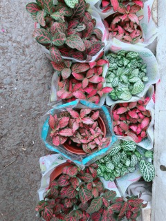 Cây Cẩm Nhung (lá may mắn)