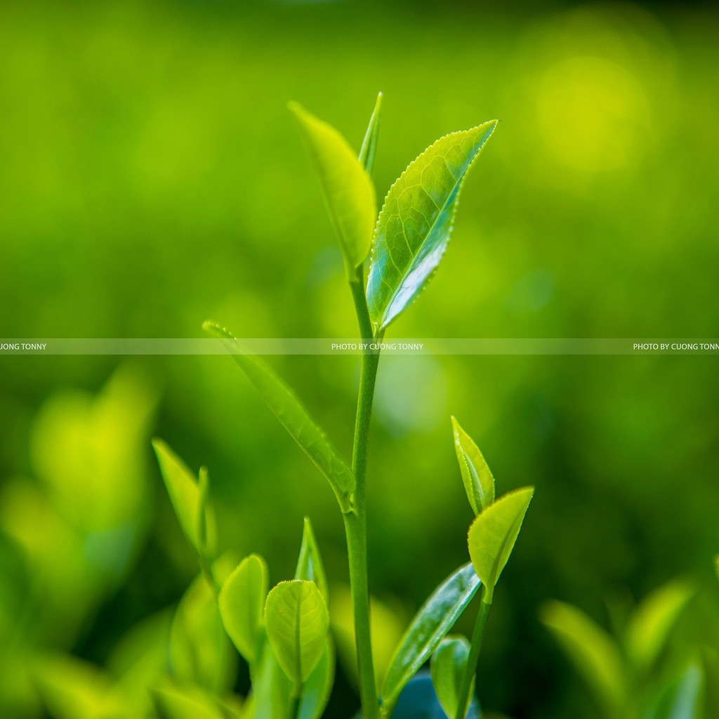 Trà Đặc Biệt Chính Hiệu Tân Cương