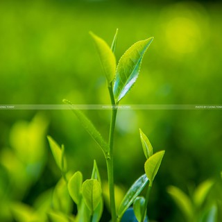 Trà Đặc Biệt Chính Hiệu Tân Cương