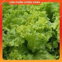 hạt giống xà lách dúm vàng cao sản