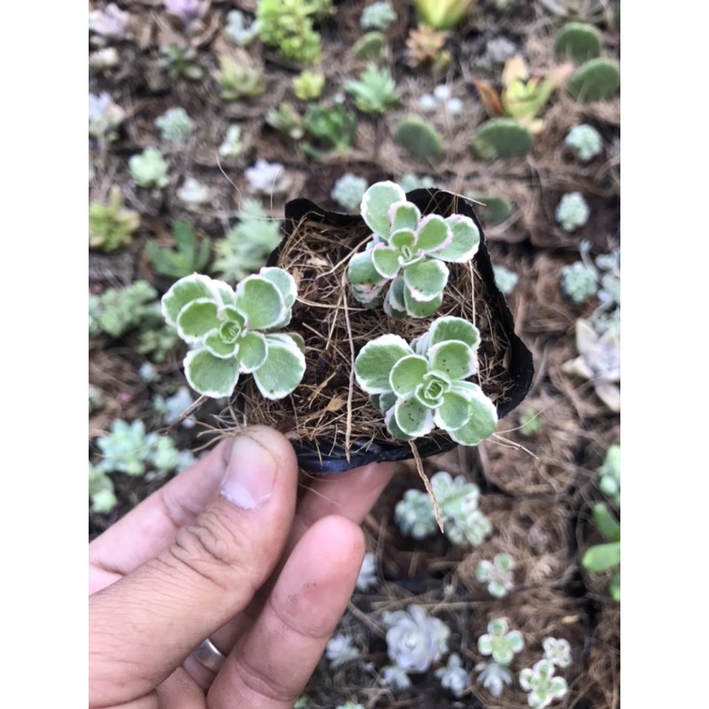 Sen sidum 3 màu mới Tri-color