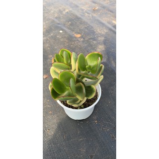 sen đá thạch bích var NEW (1 thân đã thuần)