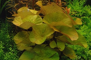 Súng huyết thuỷ sinh không cần co2