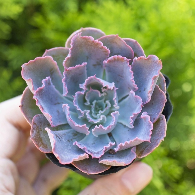 Sen đá bắp cải tím 5-7cm