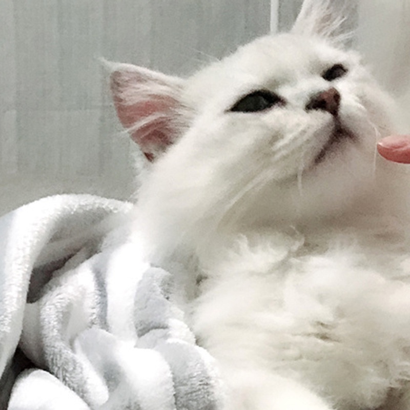 Túi ngủ kiêm giá đỡ cho thú cưng