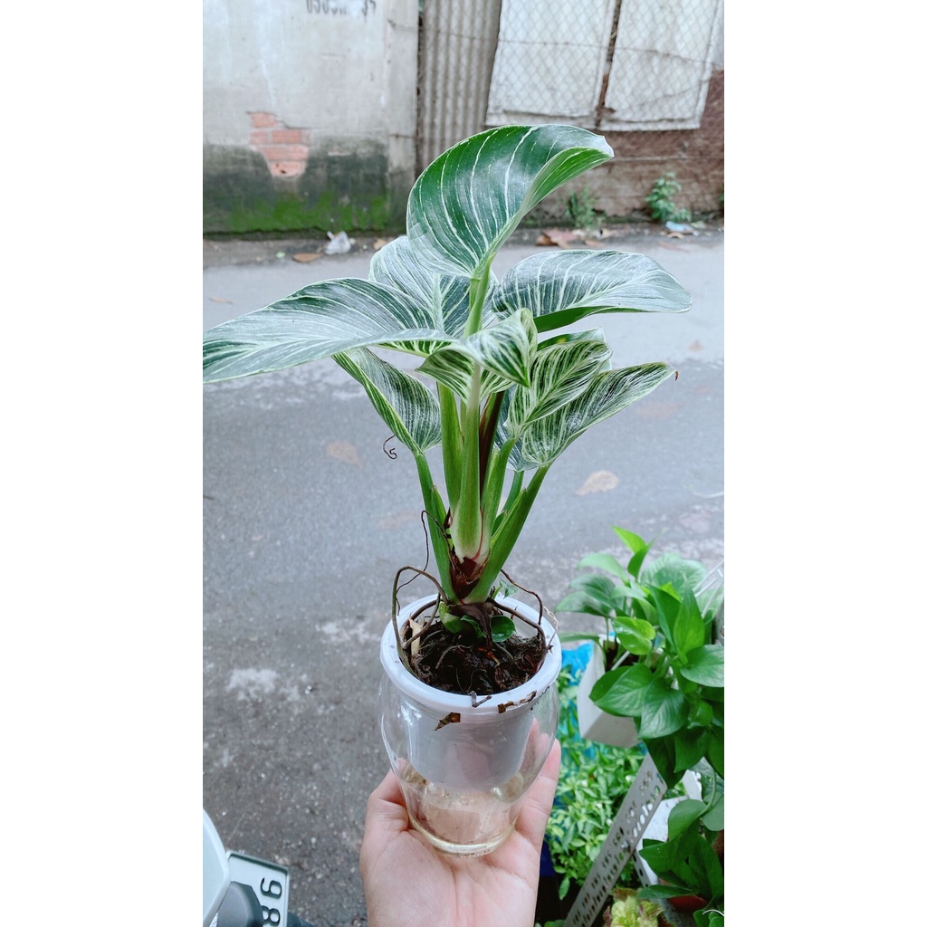 Chậu Cây Trầu Bà Hoàng Kim Trồng Thuỷ Sinh