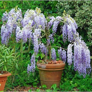 Hoa leo tử đằng tím đang mầm đẹp cây trong chậu gửi đi