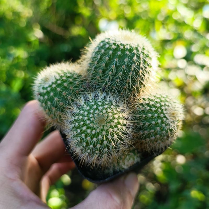 Siêu Sale+  Xương Rồng parodia leninghausii chậu nhiều đầu rất đẹp
