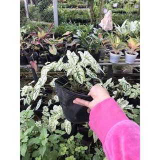 cây ổi cẩm thạch + Tặng Phân Bón cho cây mau lớn