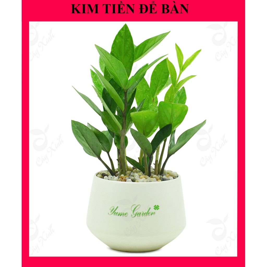 [Xanhshop22] Cây kim tiền mini để bàn