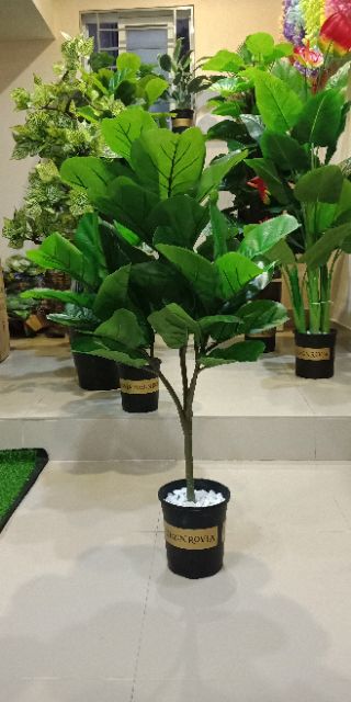 Combo Cây bàng Singapore gỉa cao 1m, có 3 nhánh - Kèm Chậu Nhựa 15cm. Cây cảnh giả trang trí nhà cửa, decor