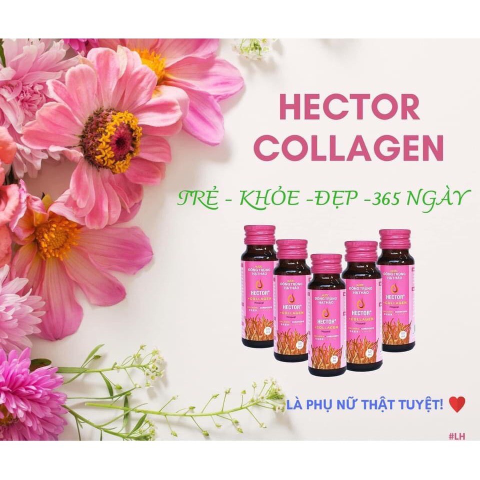 (Chính Hãng) Nước Đông Trùng Hạ Thảo Hector Collagen Hộp 10 Chai 50ml