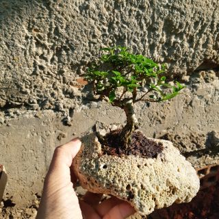 Sam hương hòn non bộ mini