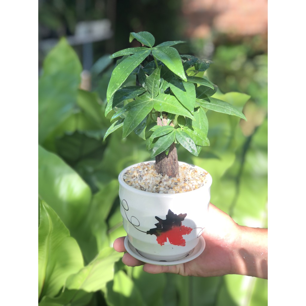 Cây Kim ngân hợp mệnh gì và Ý nghĩa phong thủy của cây Kim ngân 4