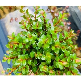 5 nhánh vảy ốc cây cắt cắm thủy sinh