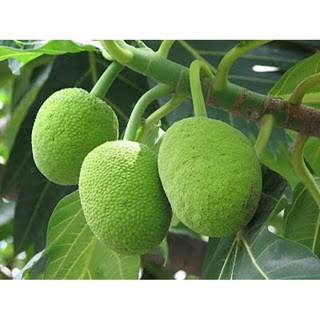 CÂY GIỐNG CÂY SA KÊ (cây bánh mỳ)