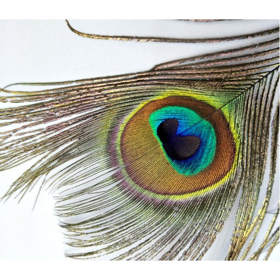 Lông công trang trí phong thủy thu hút tài lộc may mắn sung túc cho gia đình chủ nhân dài 90-120cm | BigBuy360 - bigbuy360.vn