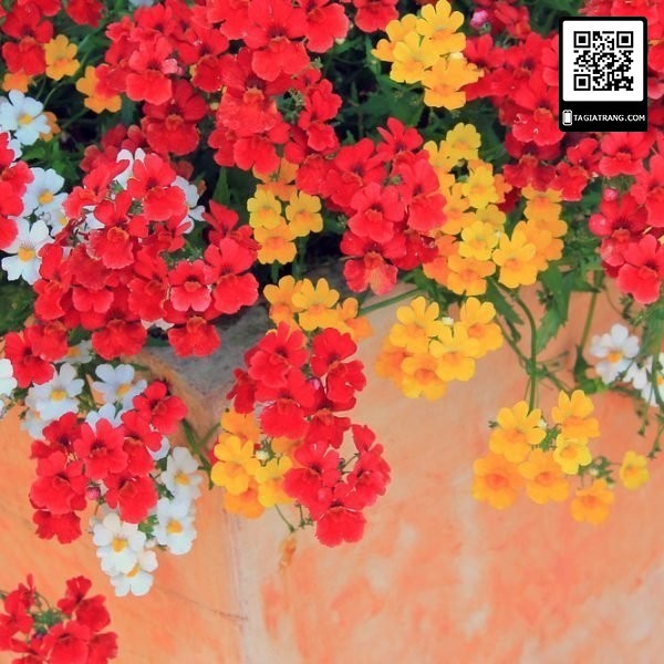 (HOT) Hạt giống hoa mây mix 100 hạt