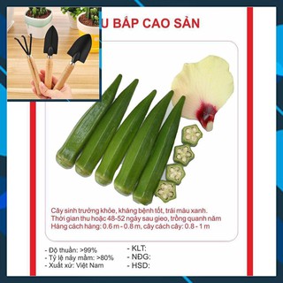 Hạt giống Đậu Bắp Xanh 10gram TẶNG BỘ LÀM VƯƠN MINI