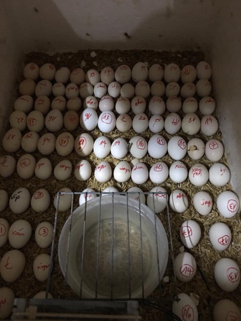 Máy Ấp Trứng Gà -máy ấp trứng vịt-Máy ấp mini đảo tay tặng gói úm cao cấp-tự lắp thùng xốp