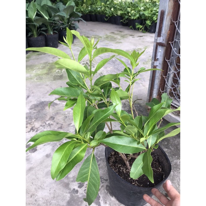 Caykiengsadec cây lá vối + Tặng Phân Bón cho cây mau lớn