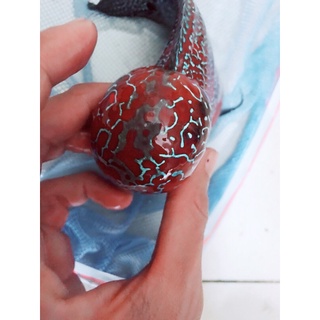 cám thức ăn cá la hán (Kim bao Aquarium)